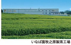 静岡牧之原製茶工場